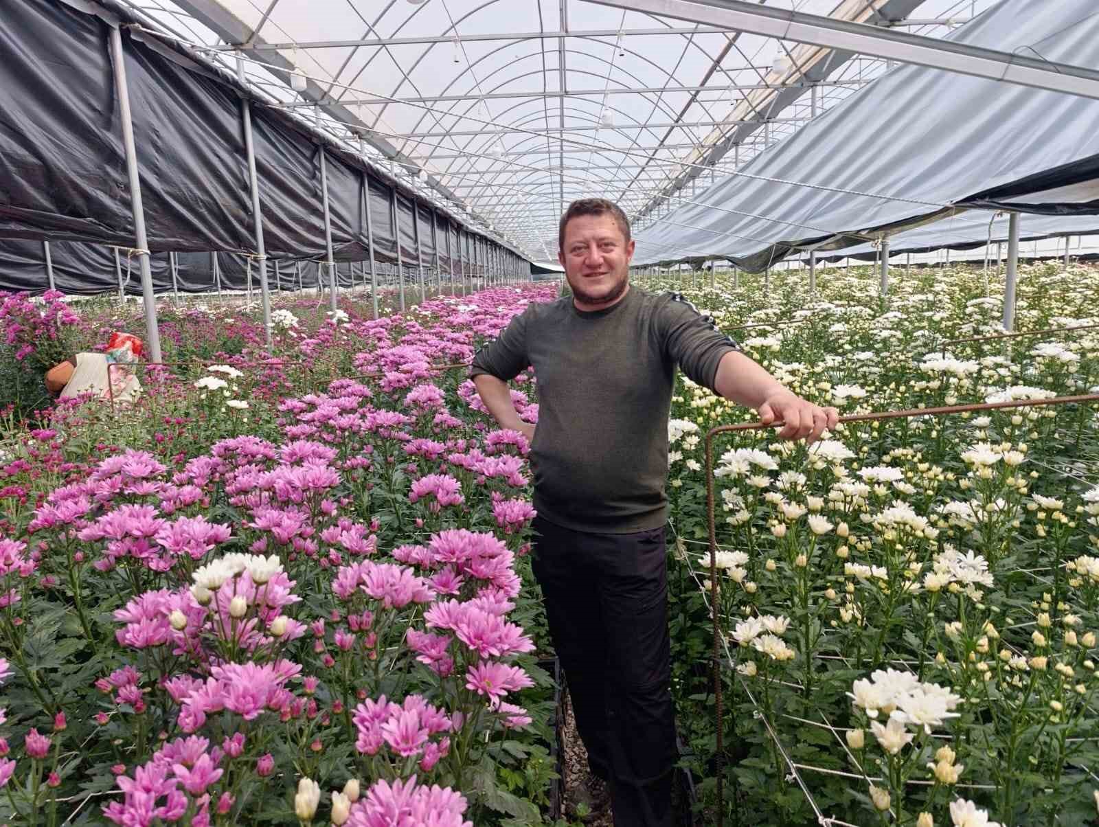 Simav&rsquo;da jeotermal seralarda kasımpatı hasadı başladı
