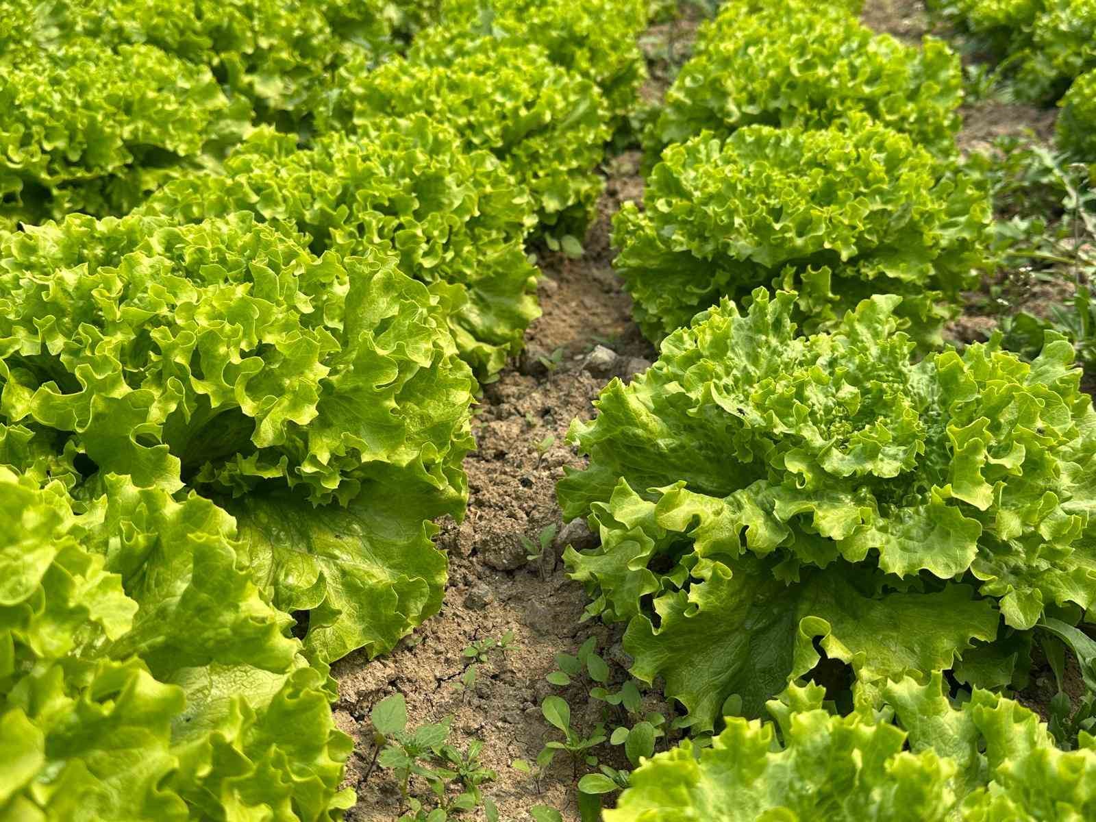 Bu sefer tarladan g&uuml;zel haber geldi...35 liraya tarladan satılan marul y&uuml;zleri g&uuml;ld&uuml;rd&uuml;
