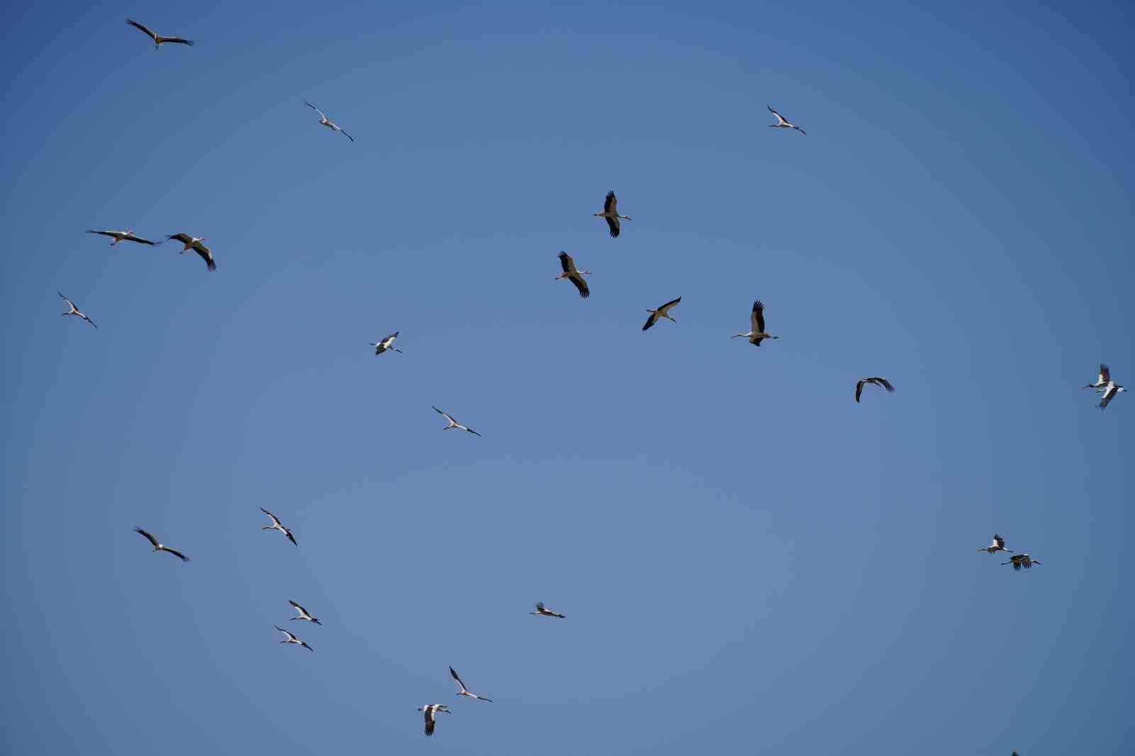 G&ouml;&ccedil; yolculuğunu tamamlayan leylekler, martılarla aynı alanda buluştu
