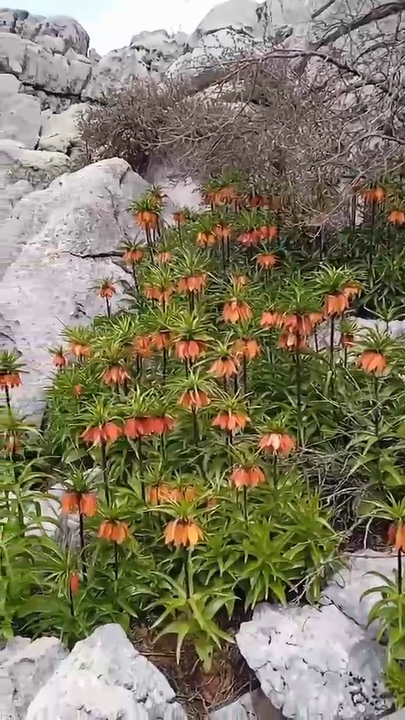 Diyarbakır&rsquo;da &rsquo;ters laleler&rsquo; doğayı renklendirdi

