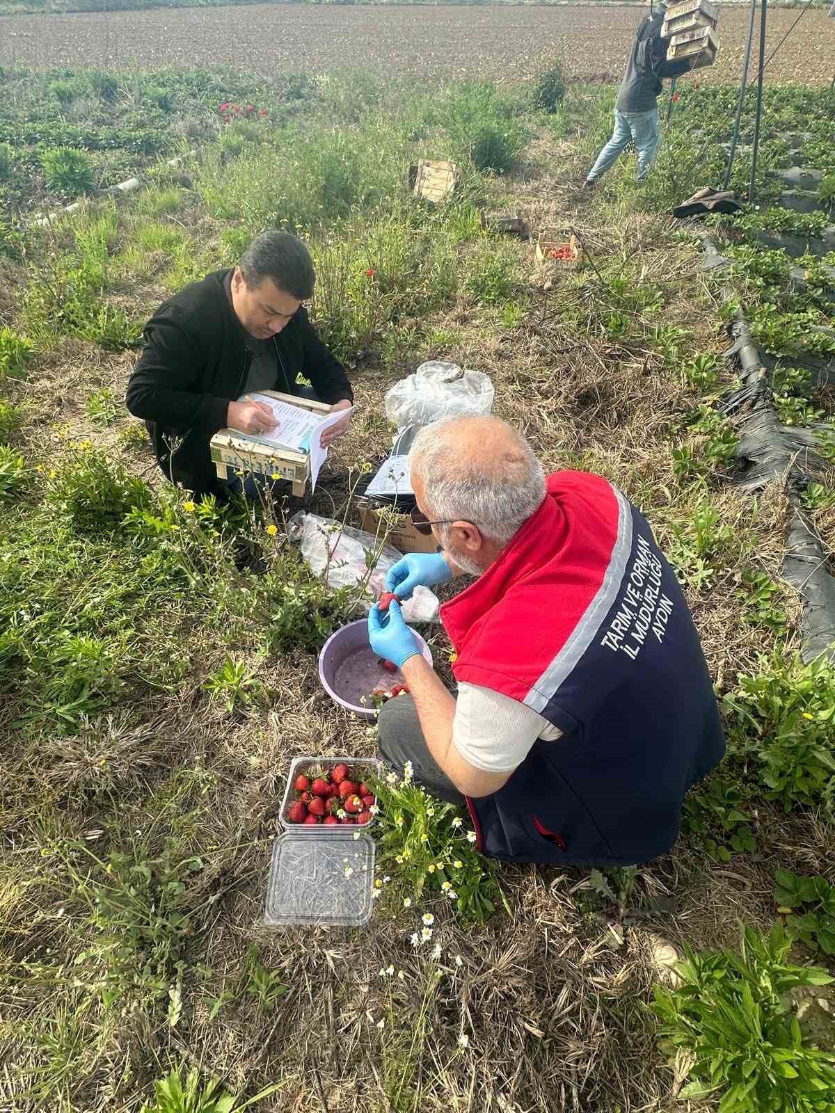 Aydın’da hasat öncesi çilek bahçeleri kontrol edildi