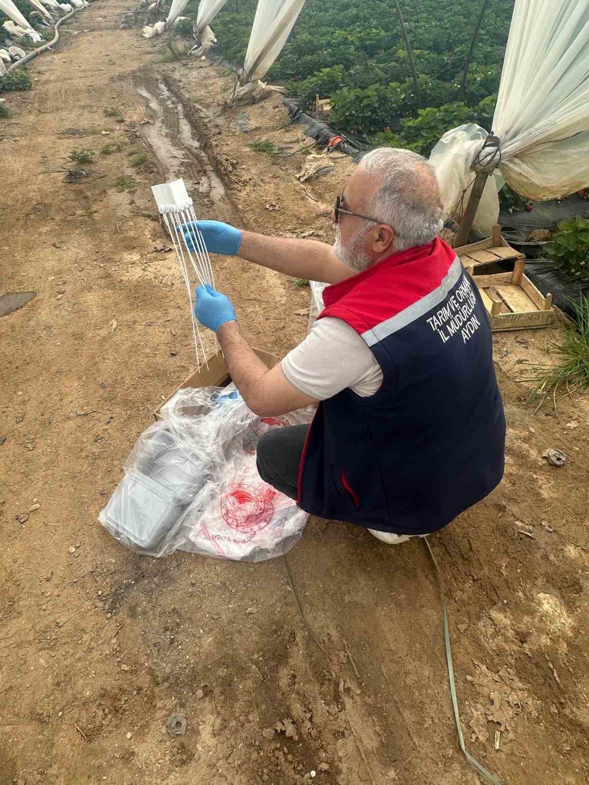 Aydın&rsquo;da hasat &ouml;ncesi &ccedil;ilek bah&ccedil;eleri kontrol edildi
