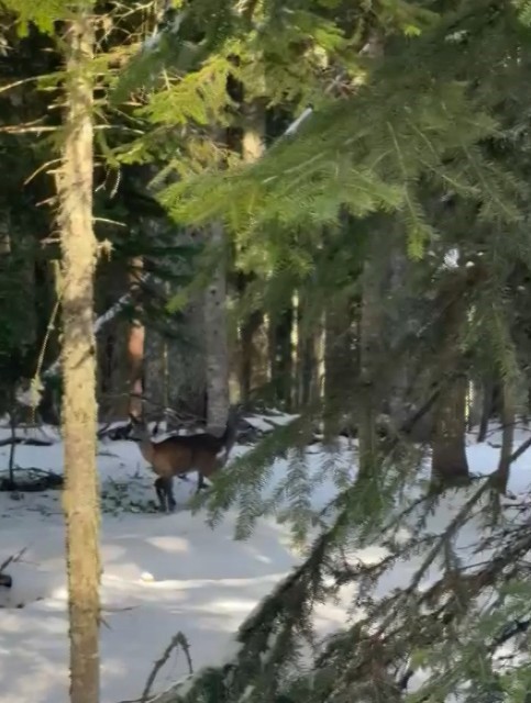 Kastamonu&rsquo;da karacalar su i&ccedil;erken g&ouml;r&uuml;nt&uuml;lendi
