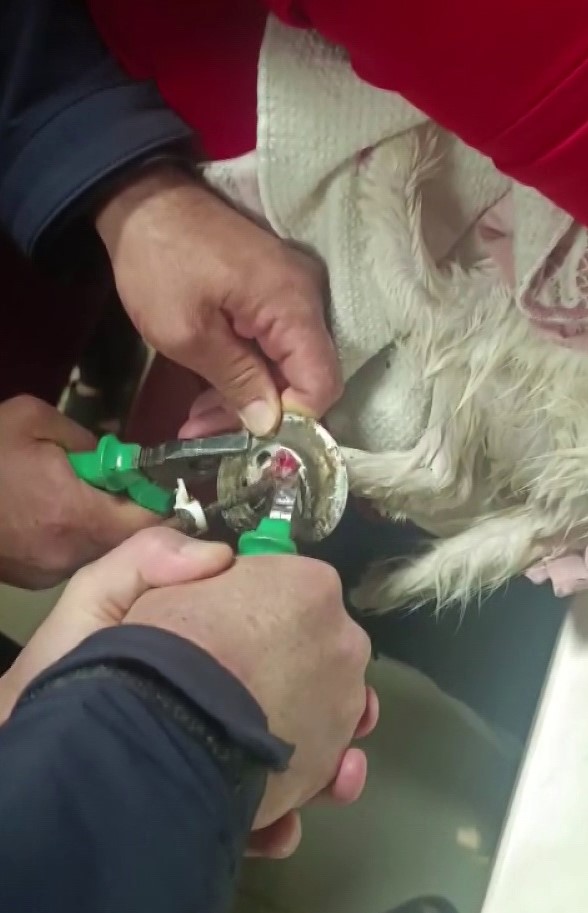 Ayağı lavabo giderine sıkışan kediyi itfaiye kurtardı
