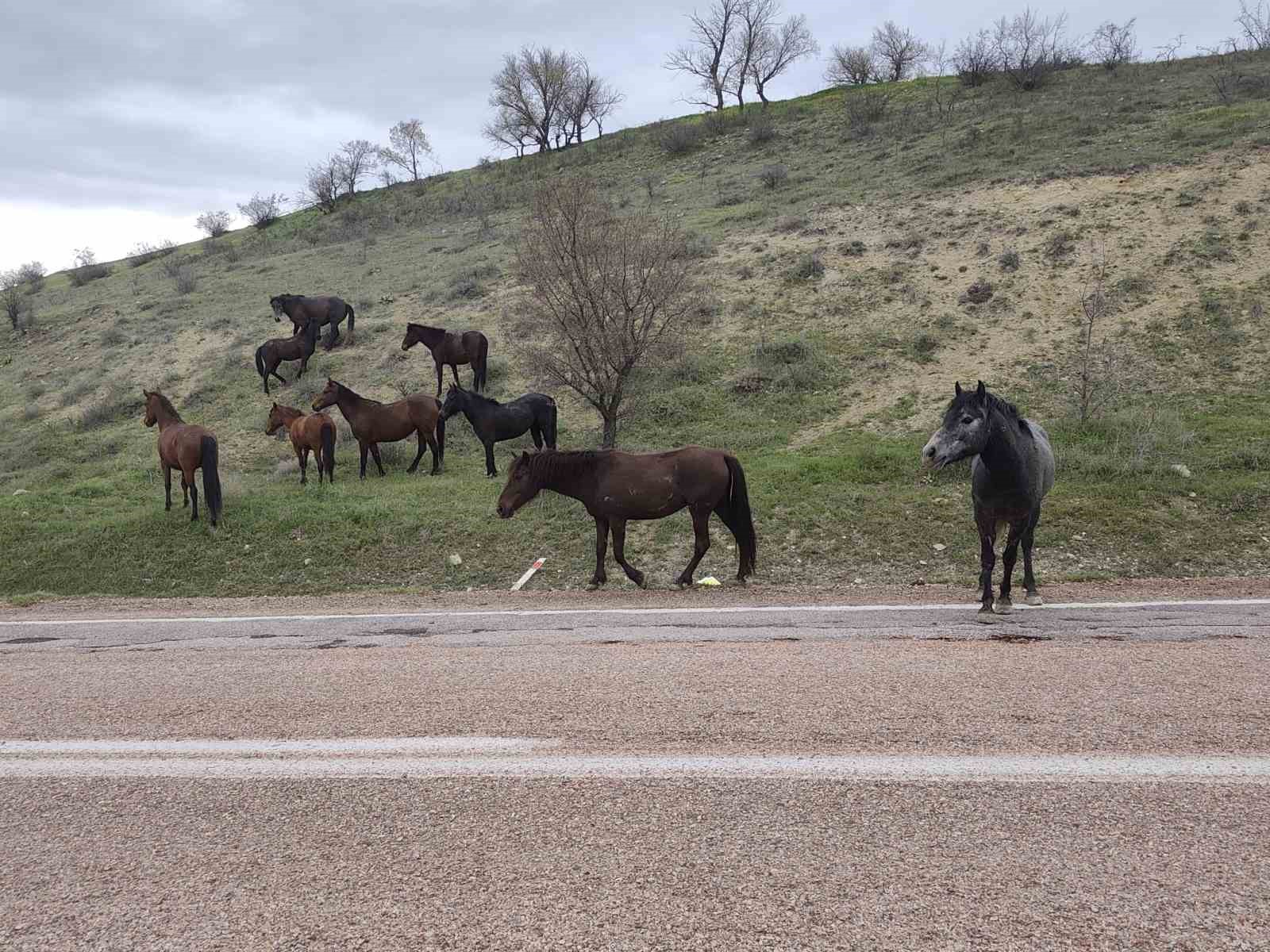 Beypazarı’nda yılkı atları görüntülendi