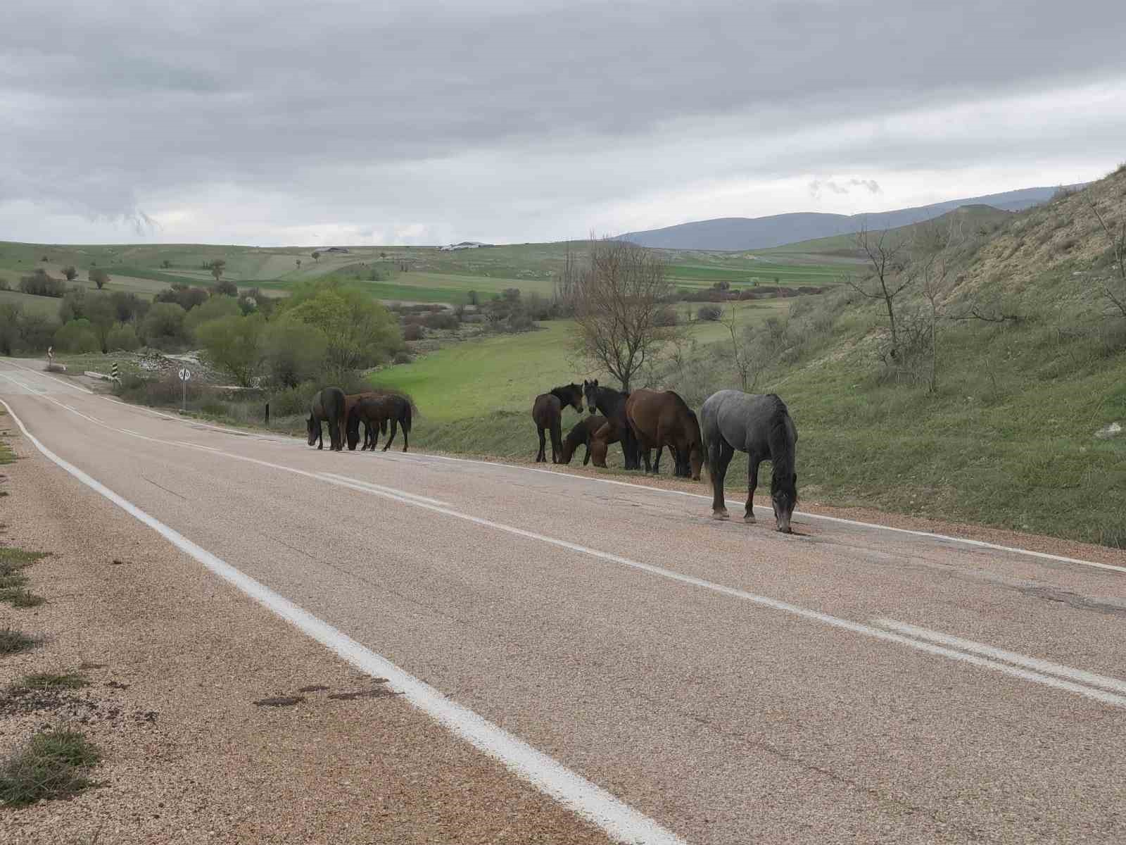 Beypazarı&rsquo;nda yılkı atları g&ouml;r&uuml;nt&uuml;lendi
