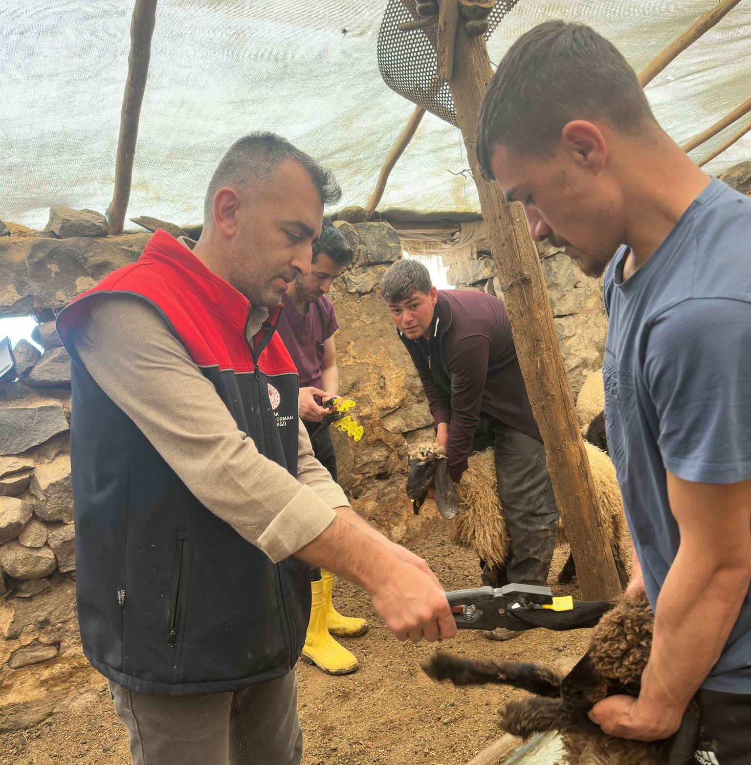 Cizre&rsquo;de hayvan sağlığı i&ccedil;in yoğun mesai
