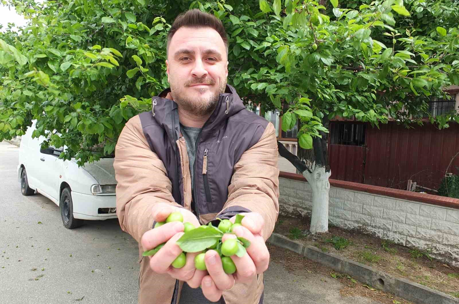 Balıkesir&rsquo;de ilk erik hasadı yapıldı
