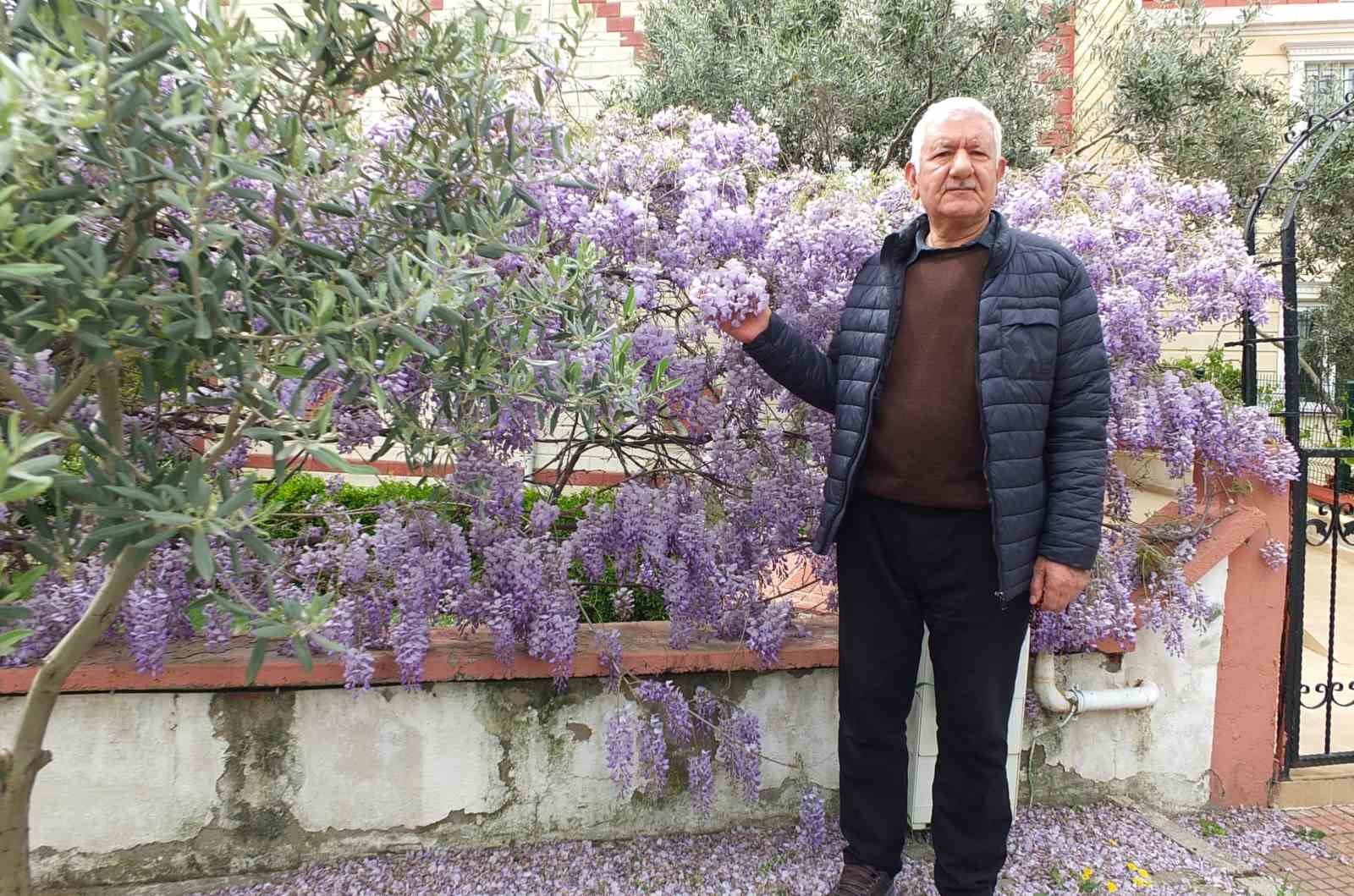 Balıkesir&rsquo;de mor salkım g&uuml;zelliği başladı
