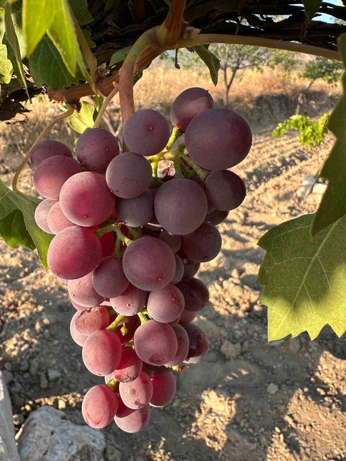 Avşar &Uuml;z&uuml;m&uuml; coğrafi işaretle tescillendi
