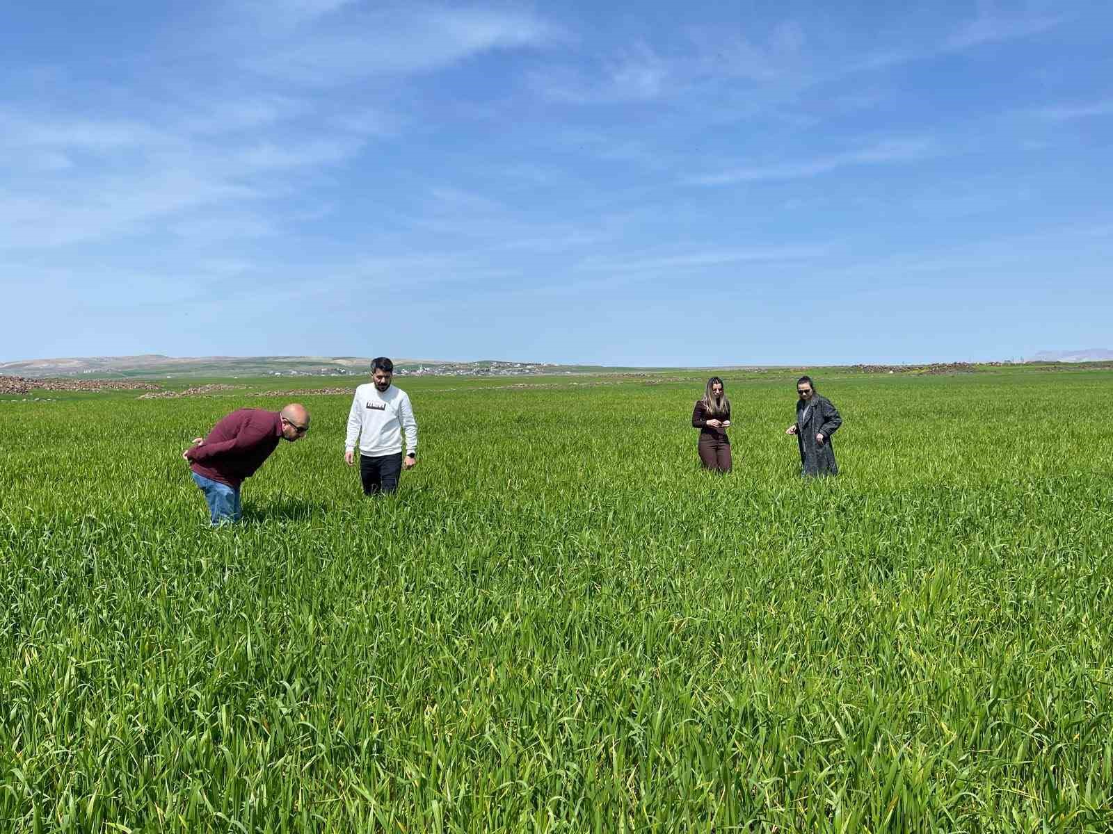 Cizre’de tarlalarda ‘süne’ mesaisi