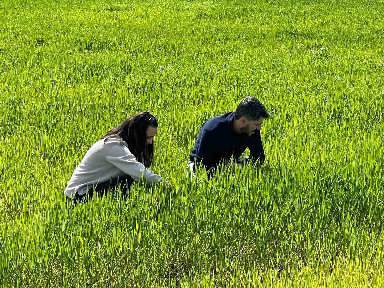 Cizre&rsquo;de tarlalarda &lsquo;s&uuml;ne&rsquo; mesaisi
