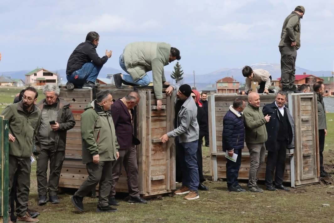 Ordu&rsquo;da doğaya 16 kızıl geyik salındı
