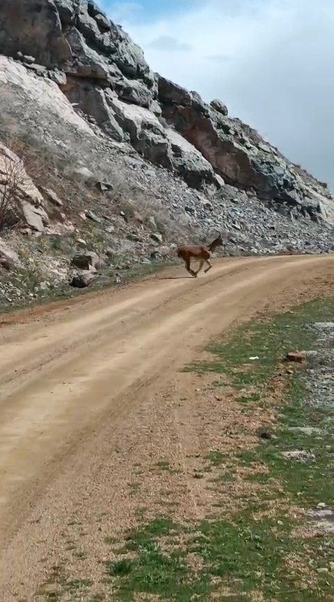 Kayalıklardan süzülen zarafet kameralarda