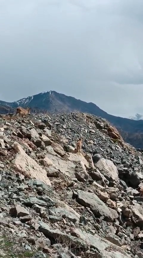 Kayalıklardan s&uuml;z&uuml;len zarafet kameralarda

