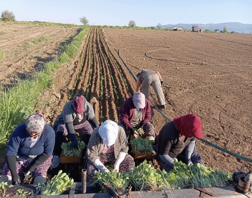 Karacasu’da çiftçilerin tütün mesaisi başladı