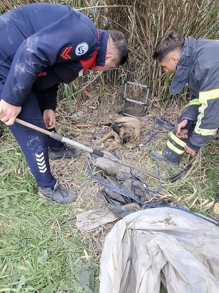 Antakya&rsquo;da kuyuya d&uuml;şen k&ouml;peği itfaiye kurtardı
