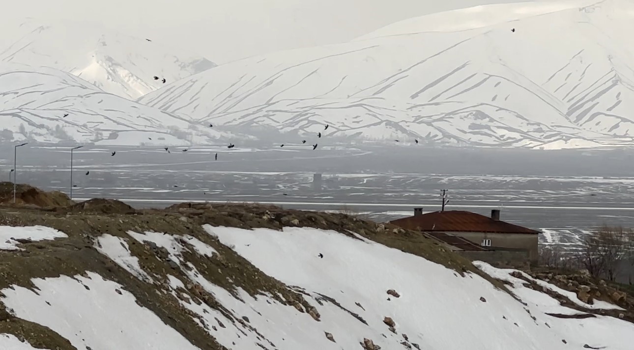 Kuşların r&uuml;zgarla dansı: Havada zor kalabildiler

