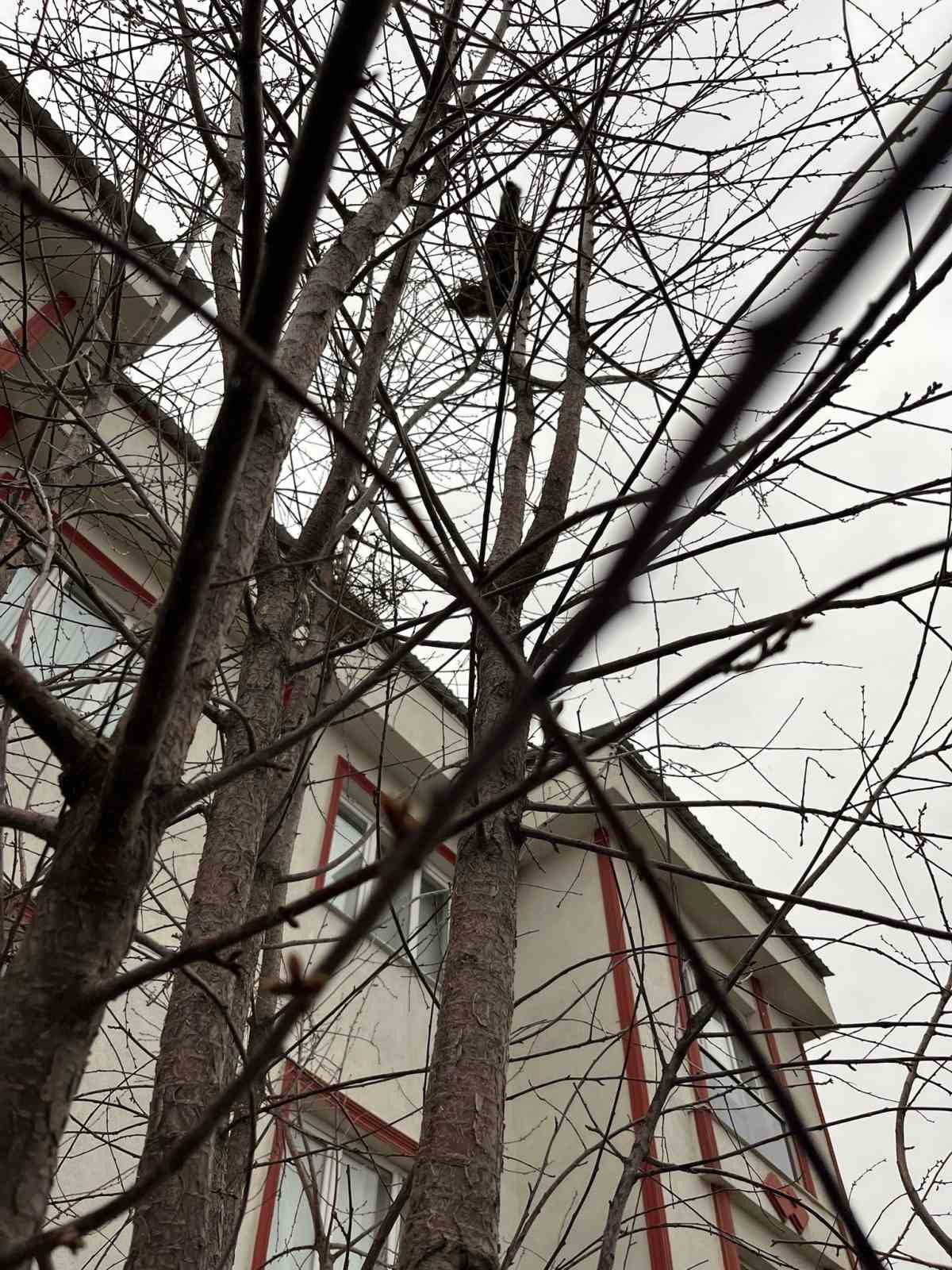 Ağa&ccedil;ta mahsur kalan kediye zabıtadan kurtarma operasyonu
