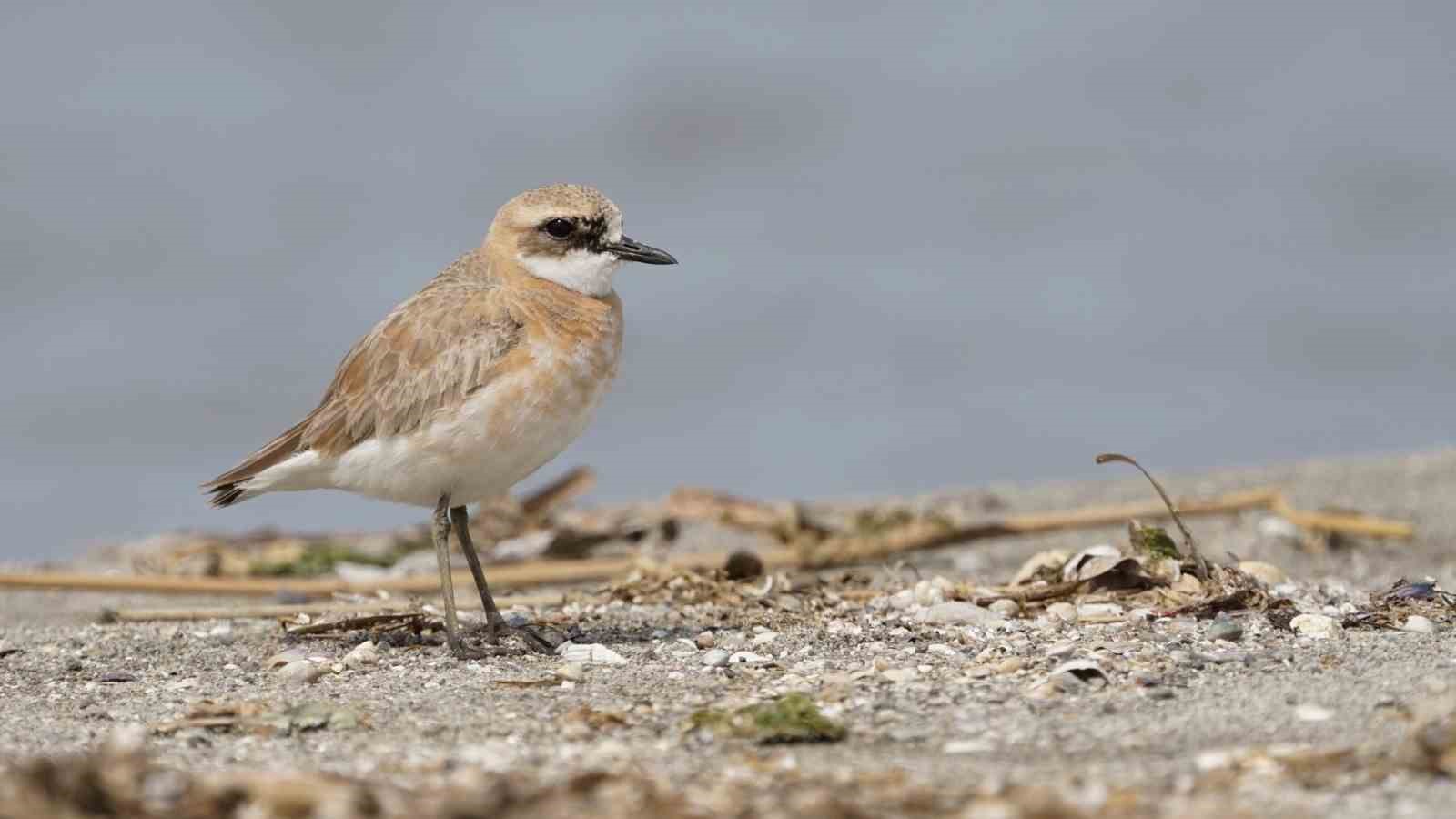 &Ccedil;anakkale i&ccedil;in yeni kuş t&uuml;r&uuml;: B&uuml;y&uuml;k Cılıbıt
