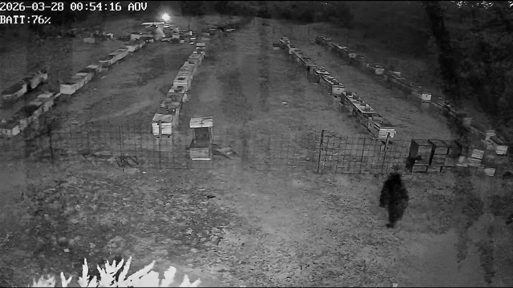 Bursa&rsquo;da arı kovanlarına ayı saldırısı
