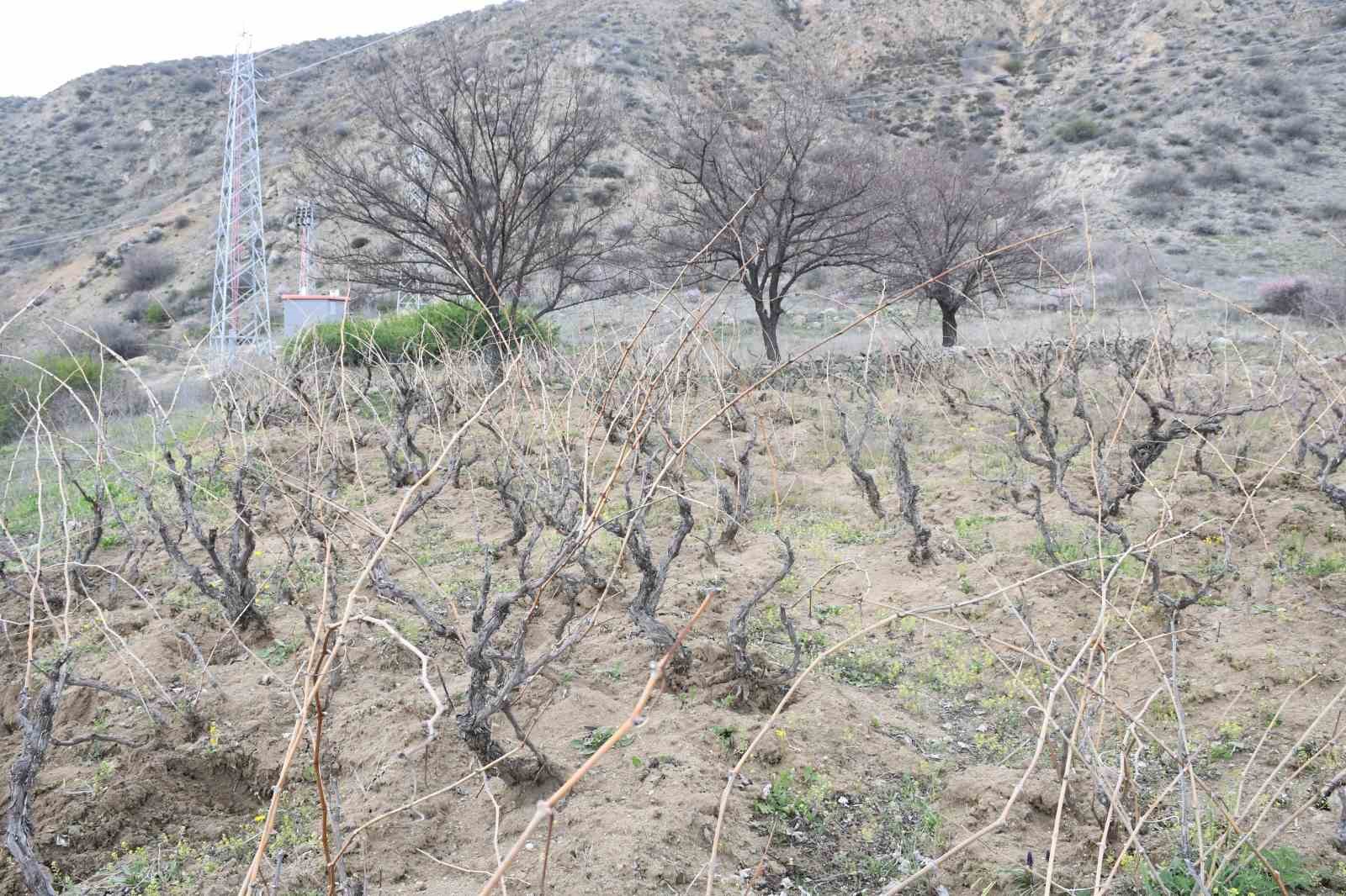 Ge&ccedil;en yıl don vurmuştu, Yozgatlı &uuml;z&uuml;m &uuml;reticisi bu yıl umutlu
