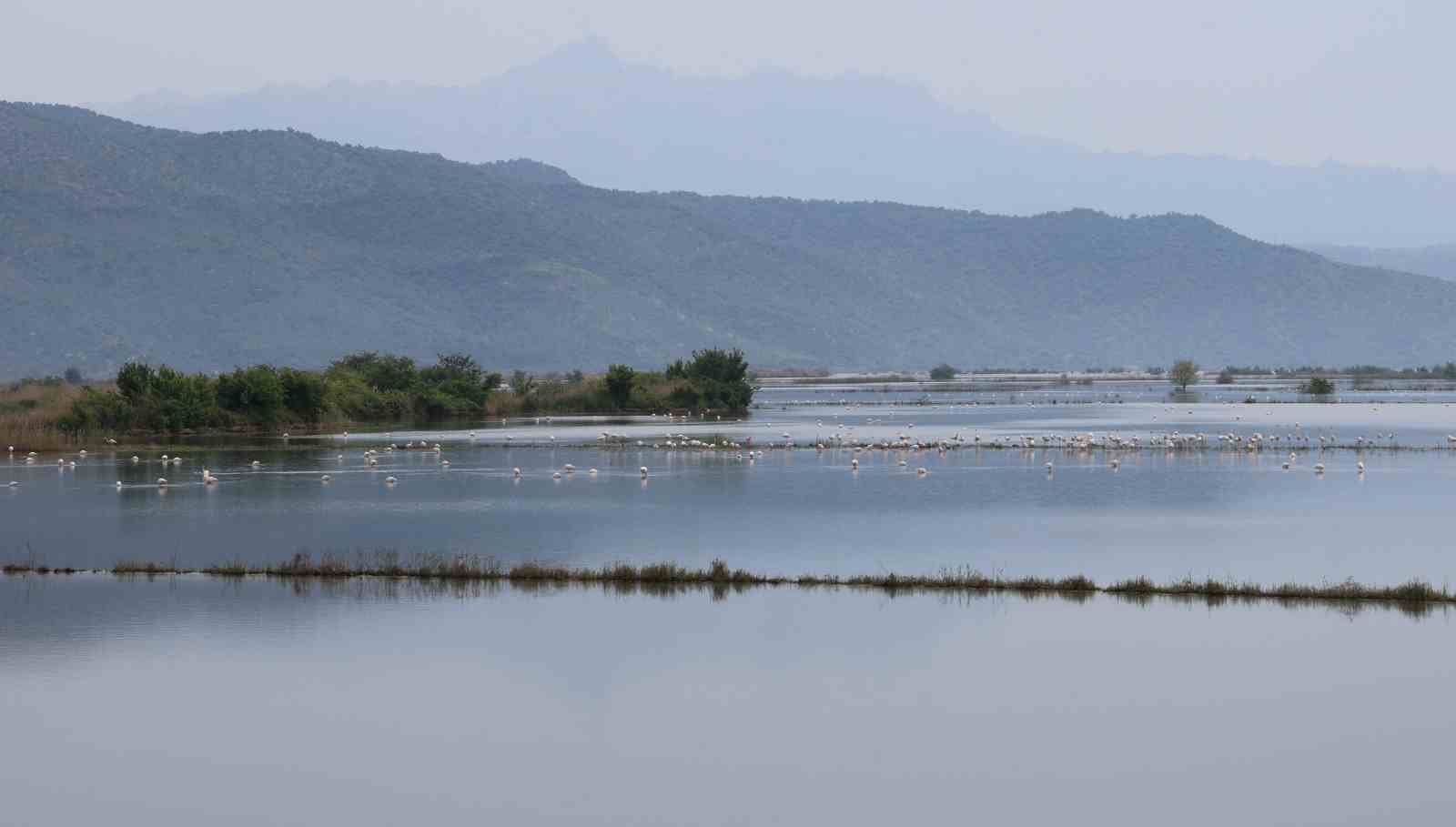 Su altında kalan arazilerde flamingolar g&ouml;rsel ş&ouml;len oluşturdu

