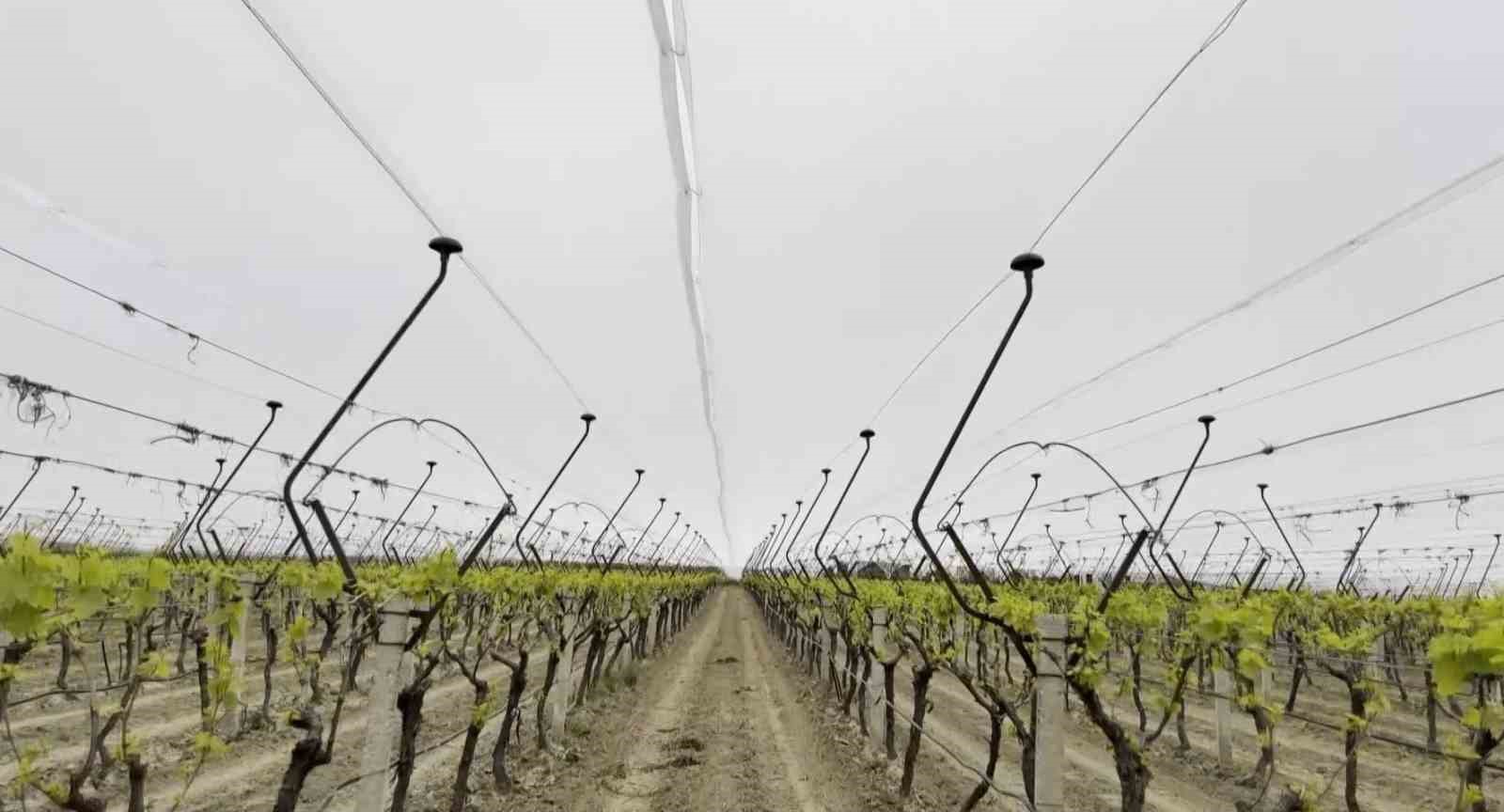 Kadın girişimciden tarımda akılcı &ccedil;&ouml;z&uuml;m
