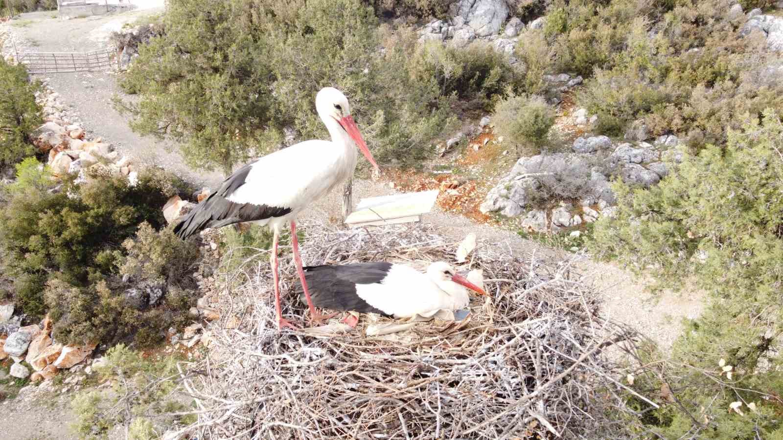 Beyşehir&rsquo;de yuvalar şenlendi, leylekler vadisi canlandı
