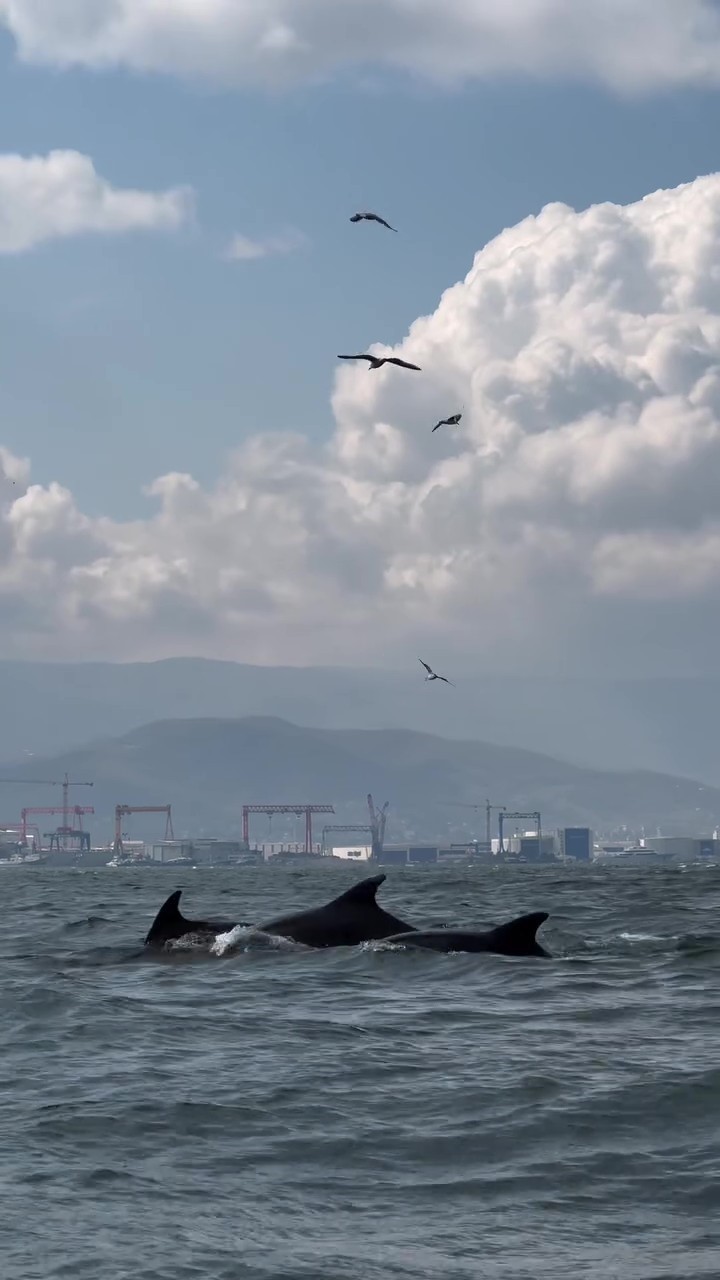 Dip &ccedil;amuru temizliği İzmit K&ouml;rfezi&rsquo;ne yunusları geri getirdi
