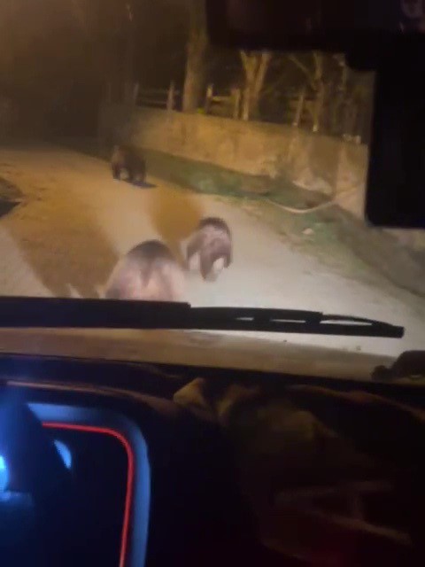 Zonguldak&rsquo;ta a&ccedil; kalan ayılar k&ouml;ye indi
