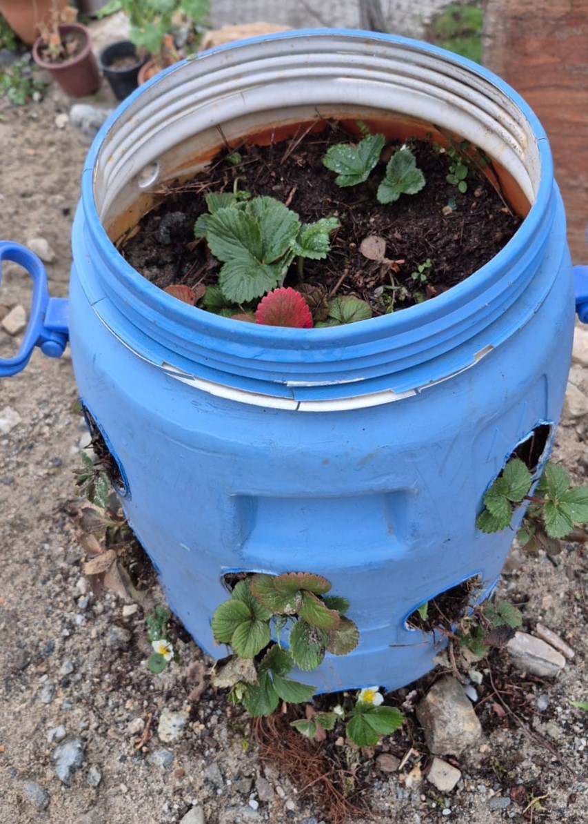 Buldanlı &uuml;reticiler atık malzemeleri tarımda değerlendiriyor
