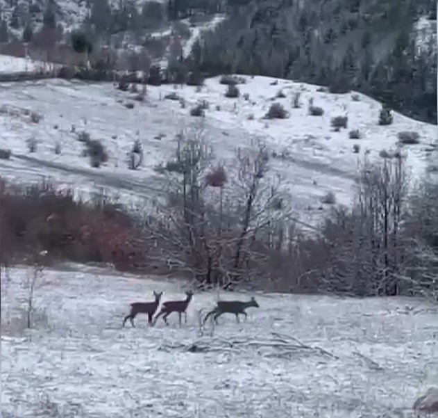 Nadir misafirler kar altında görüntülendi: Refahiye’de kızıl geyik heyecanı