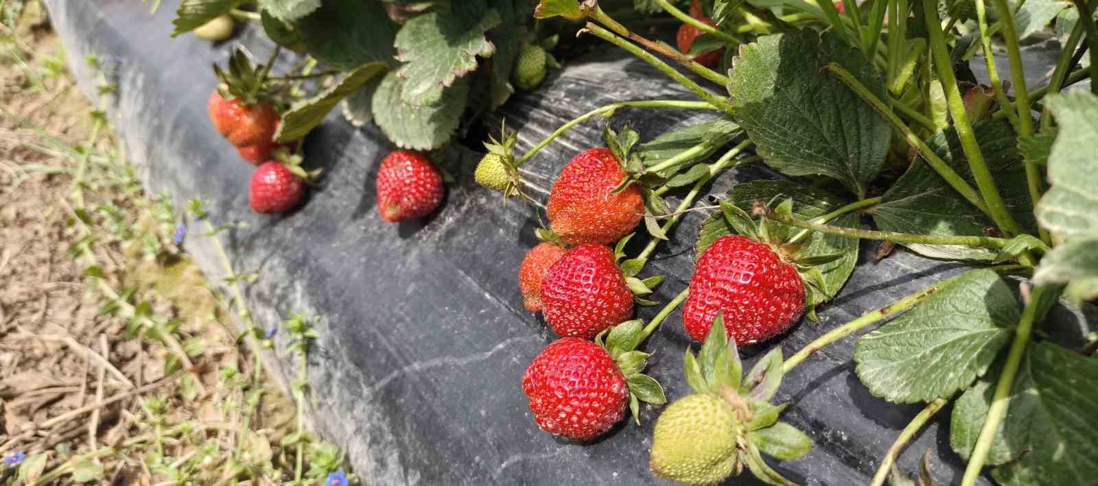 Mersin&rsquo;de a&ccedil;ıkta &ccedil;ilek hasadı başladı: İ&ccedil; pazarda kilogramı 65 ile 75 TL arasında
