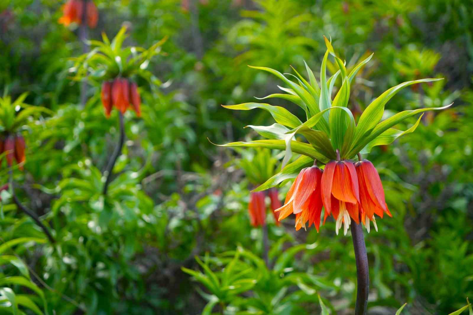 Muş&rsquo;ta ters laleler a&ccedil;tı
