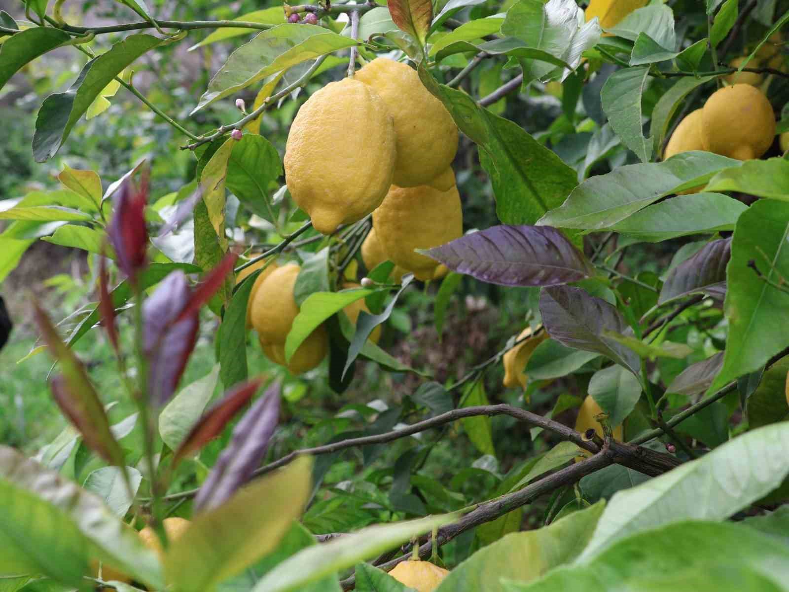Arsuz&rsquo;da limon hasadı başladı
