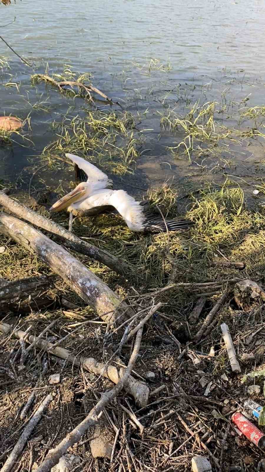 Barajda mahsur kalan pelikan b&ouml;yle kurtarıldı
