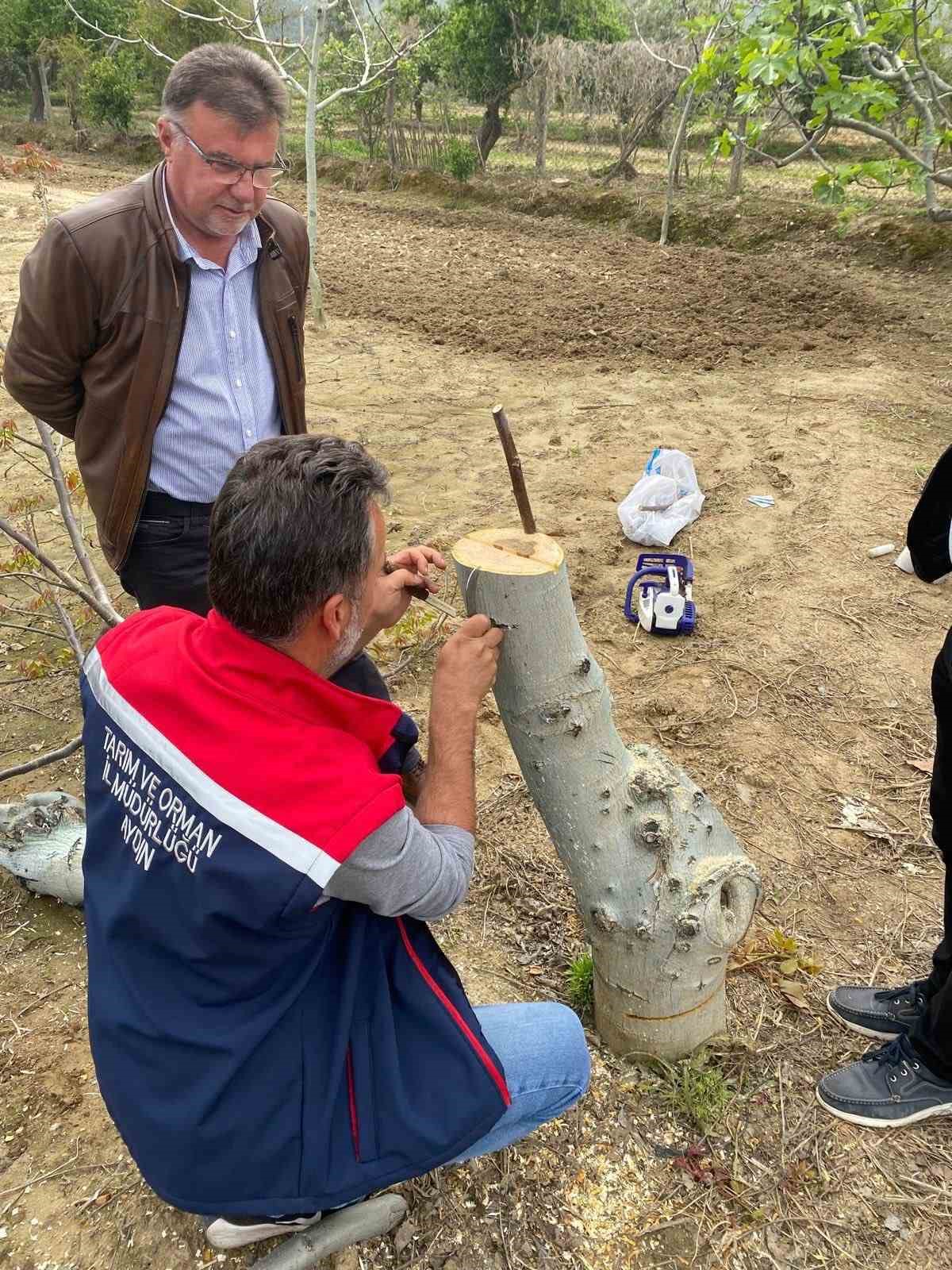 Ko&ccedil;arlı&rsquo;da &uuml;reticilere "Cevizde Aşılama" eğitimi verilecek
