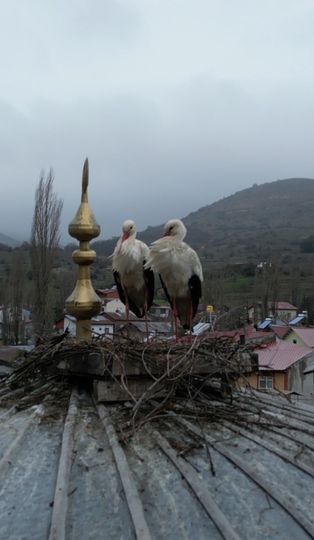 Baş&ccedil;iftlik&rsquo;te leylekler 25 yıl sonra geri d&ouml;nd&uuml;
