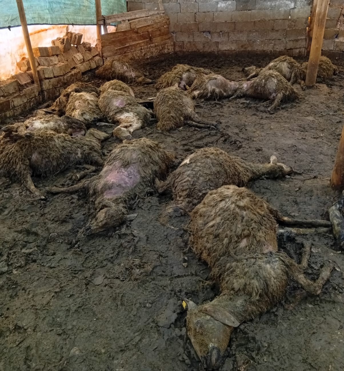 Malatya&rsquo;da ağıla giren kurt 30 koyunu telef etti
