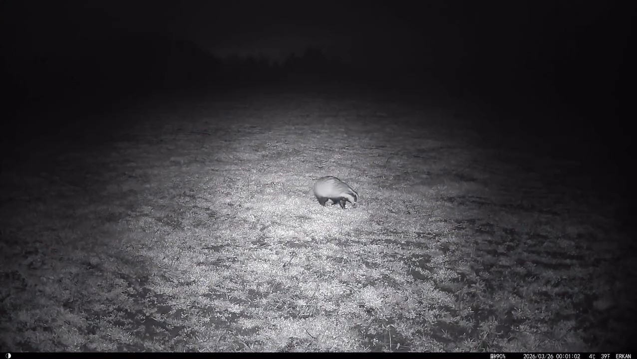 Yiyecek arayışındaki porsuk Ganos Dağları&rsquo;nda g&ouml;r&uuml;nt&uuml;lendi
