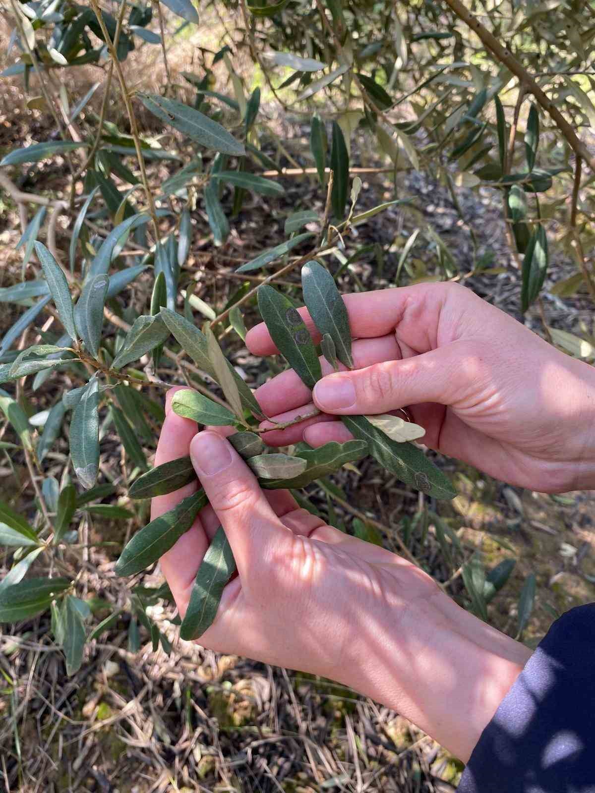 Salihli&rsquo;de &lsquo;Halkalı leke&rsquo; uyarısı
