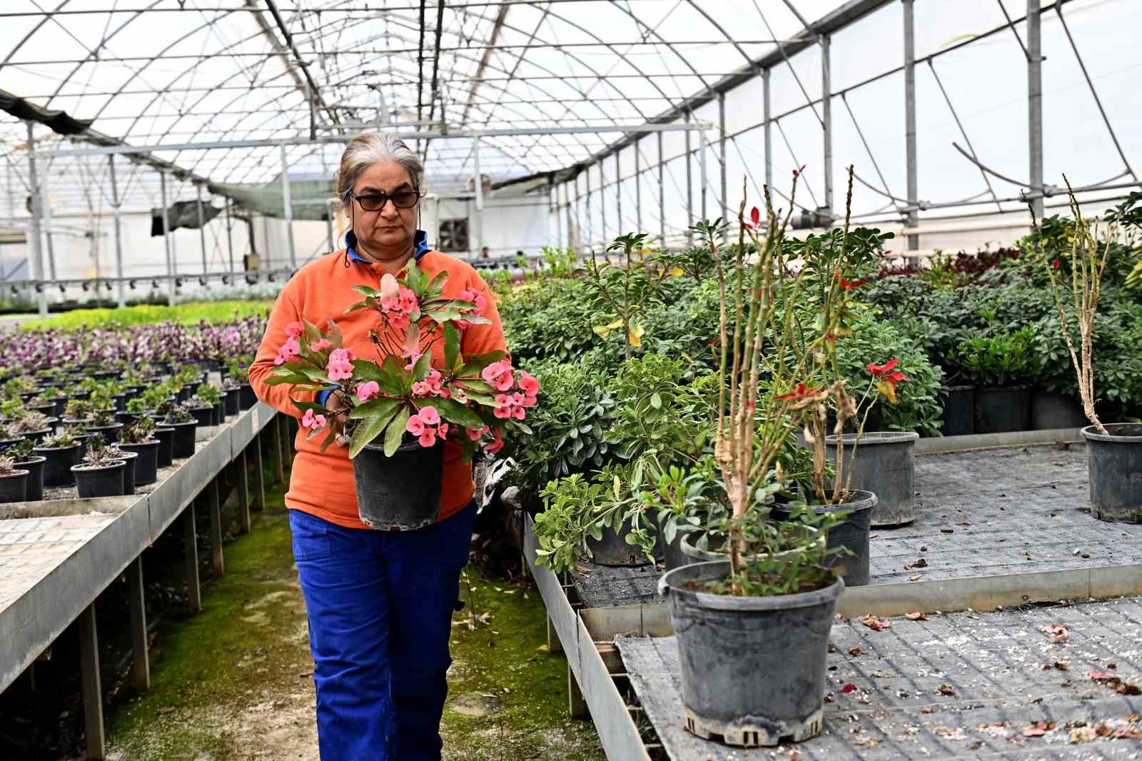 &Ccedil;i&ccedil;ek Desenleri G&uuml;nleri i&ccedil;in 130 bin dal &ccedil;i&ccedil;ek yetiştiriliyor
