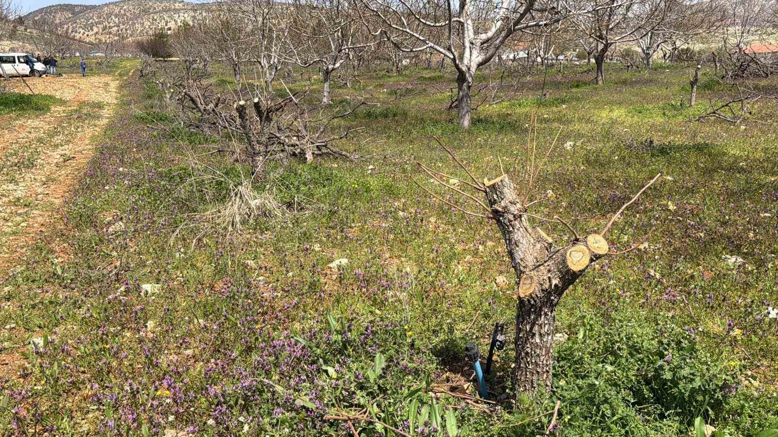 Ge&ccedil;tiğimiz yıl yaşanan zirai donun etkisi ağa&ccedil;larda s&uuml;r&uuml;yor
