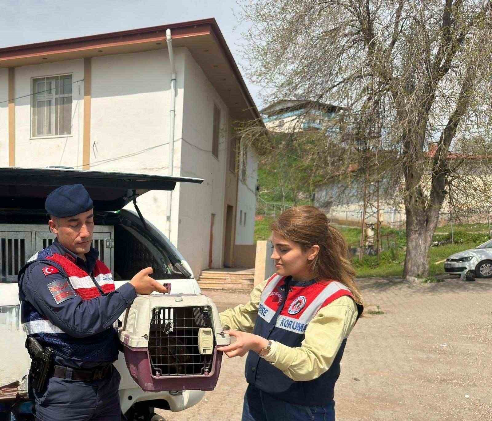 Diyarbakır&rsquo;da yaralı bulunan şahin tedavi altına alındı
