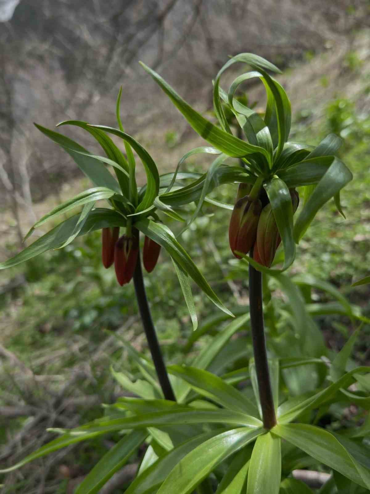 Hakkari&rsquo;de ters laleler &ccedil;i&ccedil;ek a&ccedil;tı
