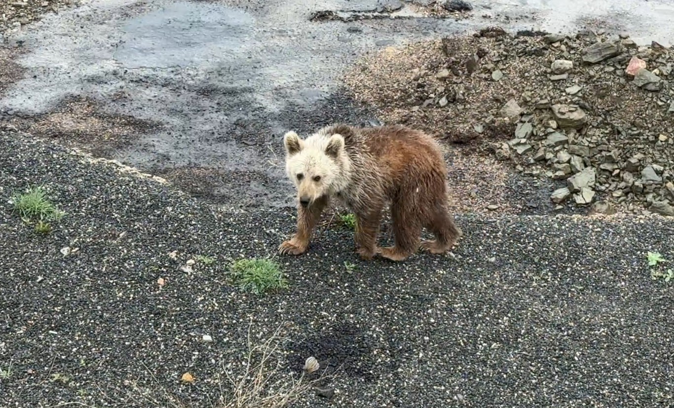 G&uuml;m&uuml;şhane&rsquo;de a&ccedil; kalan yavru ayıyı elleriyle beslediler
