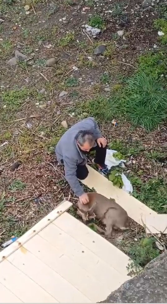 Görele’de araçlara çarpan yaralı karaca derede bulundu