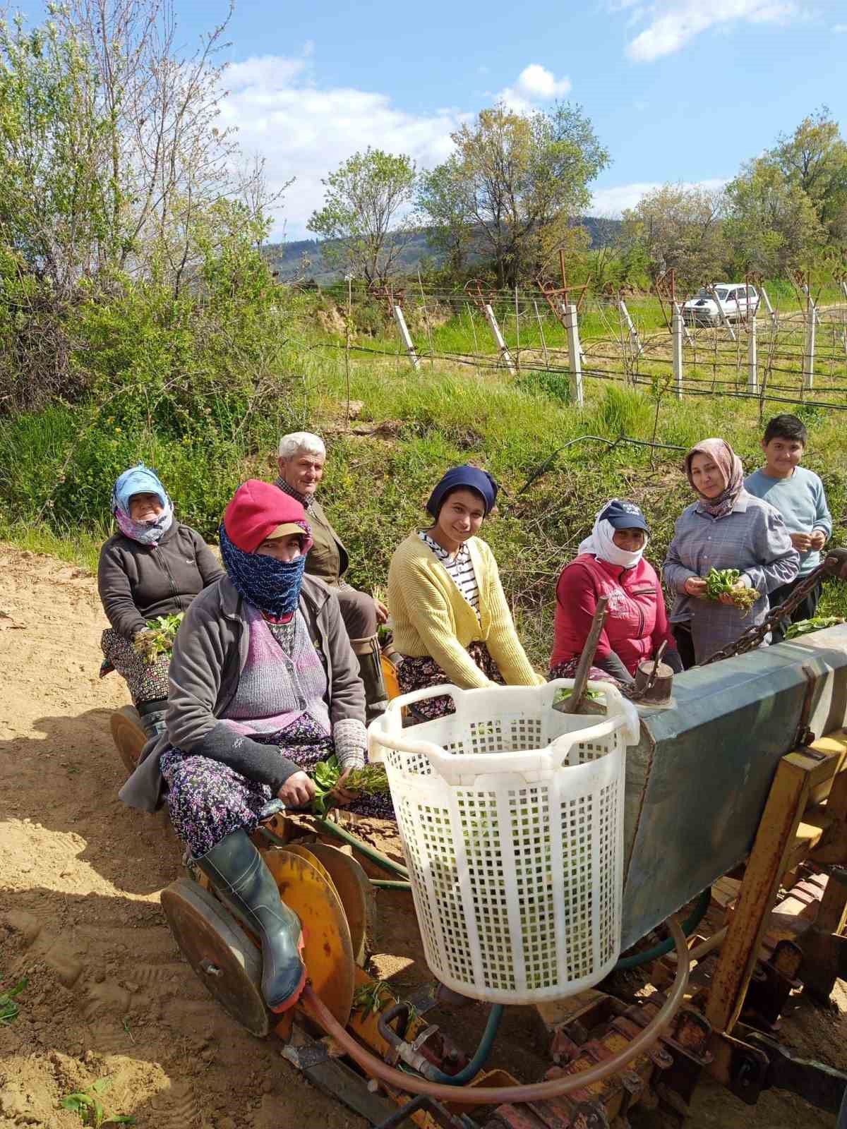 Sarıg&ouml;l&rsquo;de t&uuml;t&uuml;n dikimi başladı

