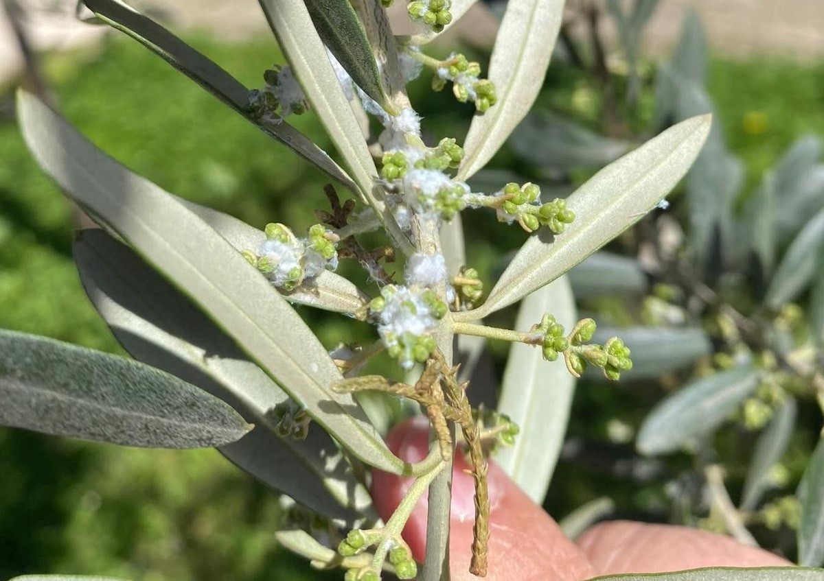 Sarıg&ouml;l&rsquo;de zeytin &uuml;reticileri pamuklu bit zararlısına karşı uyarıldı
